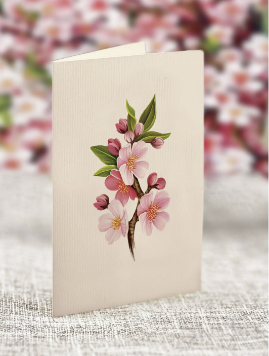Japanese Cherry Blossoms